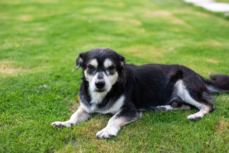 old dog resting (大 董)