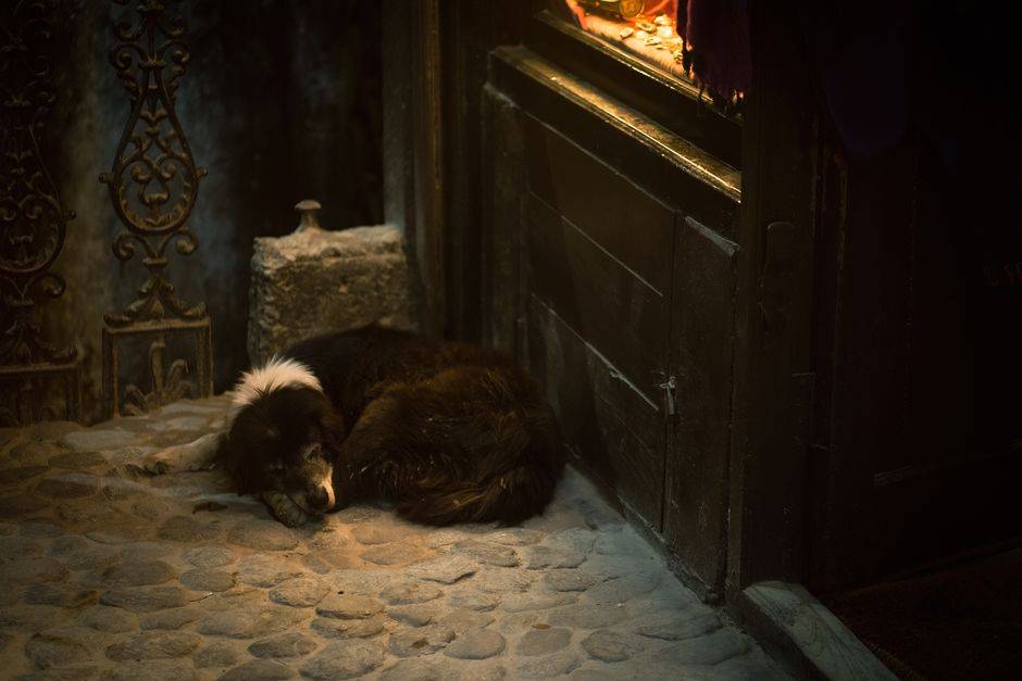 old dog resting (NEOSiAM 2026+)